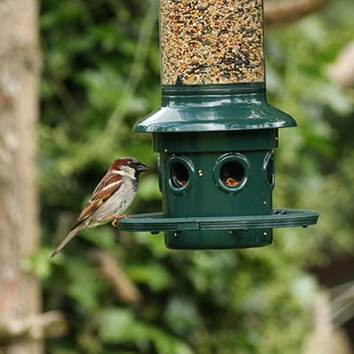 Wild Bird Feeders & Food thumbnail